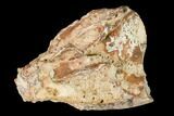 Oreodont (Merycoidodon) Jaw Section - South Dakota #146171-2